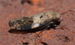 Menosoma cinctum