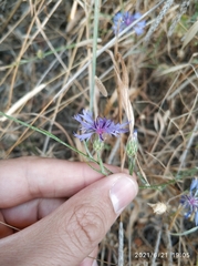 Centaurea