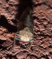 Menosoma cinctum