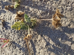 Daucus pumilus