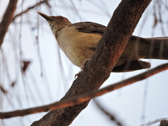 Turdus grayi