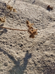 Daucus pumilus