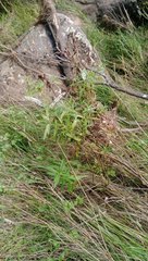 Veronica stricta stricta