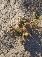 Daucus pumilus