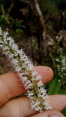 Veronica stricta stricta