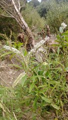 Veronica stricta stricta