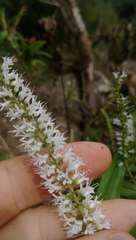 Veronica stricta stricta