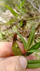 Veronica stricta stricta