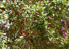 Andesanthus lepidotus