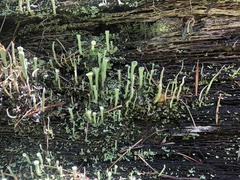 Cladonia asahinae