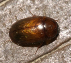 Cymbiodyta bifidus