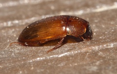 Cymbiodyta bifidus