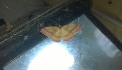 Rhodostrophia calabra