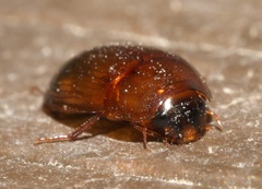 Cymbiodyta bifidus