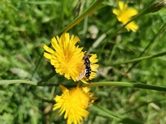 Austroscaeva melanostoma