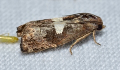 Epiblema gibsoni