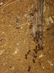 Macrotermes convulsionarius