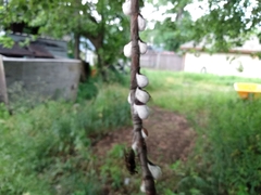 Pulvinaria innumerabilis