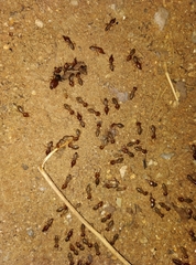 Macrotermes convulsionarius