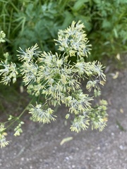 Thalictrum flavum
