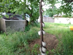 Pulvinaria innumerabilis