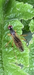 Neria commutata
