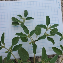 Croton monanthogynus