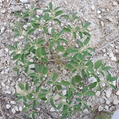 Croton monanthogynus