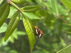 Blepharida