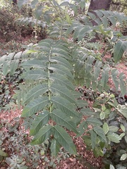 Ailanthus altissima