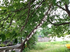 Pulvinaria innumerabilis