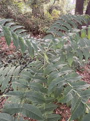 Ailanthus altissima