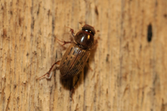 Euheptaulacus sus