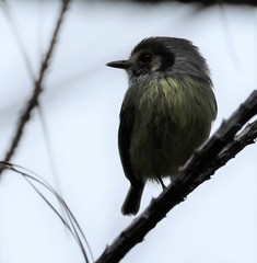 Myiornis auricularis