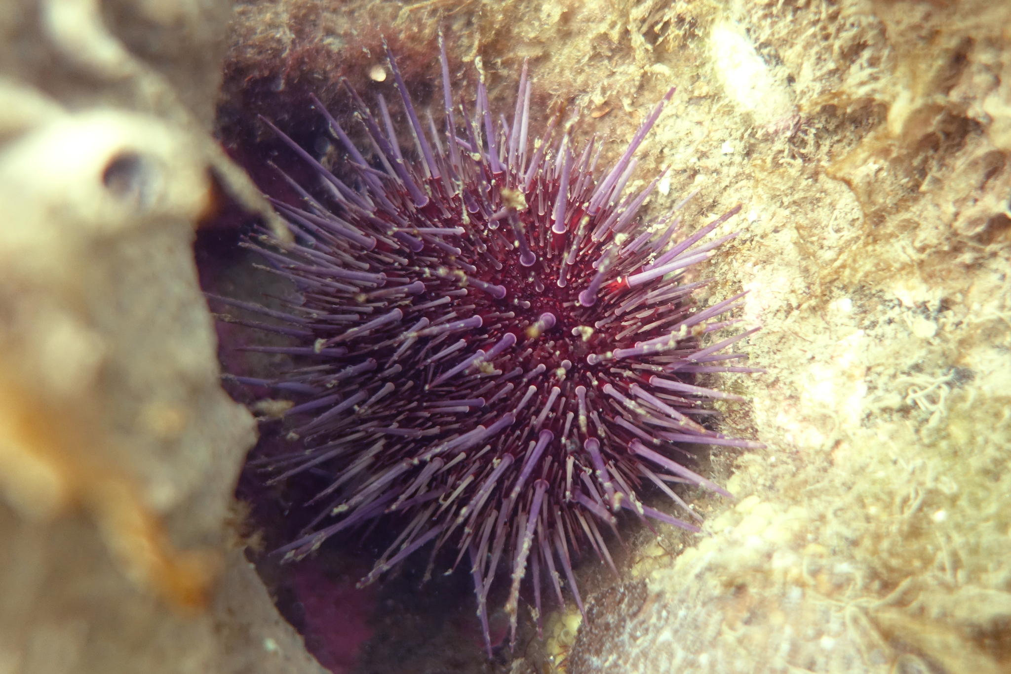 Western Pacific purple sea urchin (Heliocidaris erythrogramma 