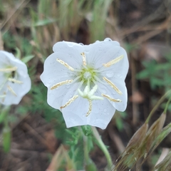 Oenothera speciosa
