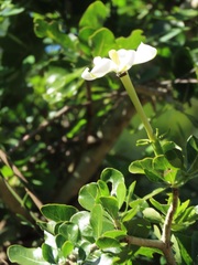 Gardenia cornuta