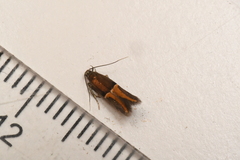 Enchrysa dissectella