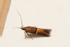 Enchrysa dissectella