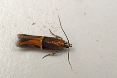 Enchrysa dissectella