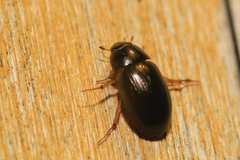 Hydrobius