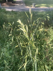 Ceratochloa