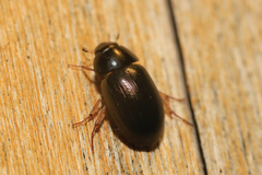 Hydrobius