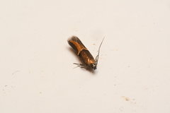 Enchrysa dissectella