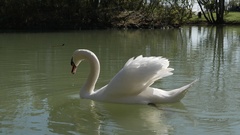 Cygnus olor