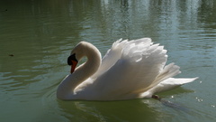 Cygnus olor