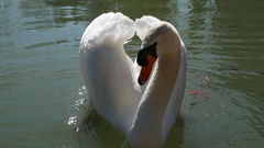 Cygnus olor