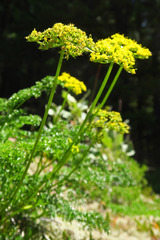 Cymopterus terebinthinus foeniculaceus