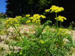 Cymopterus terebinthinus foeniculaceus