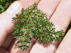 Cymopterus terebinthinus foeniculaceus